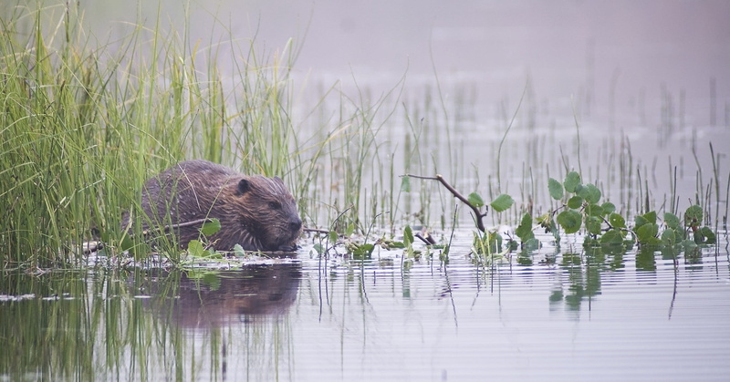 vertebrate, day, Animal, Rodent, builder, water, reflection, swimming, fur, cute, Beaver, plant, Nature, Wildlife, swamp, mammal, lake, animal themes, pond