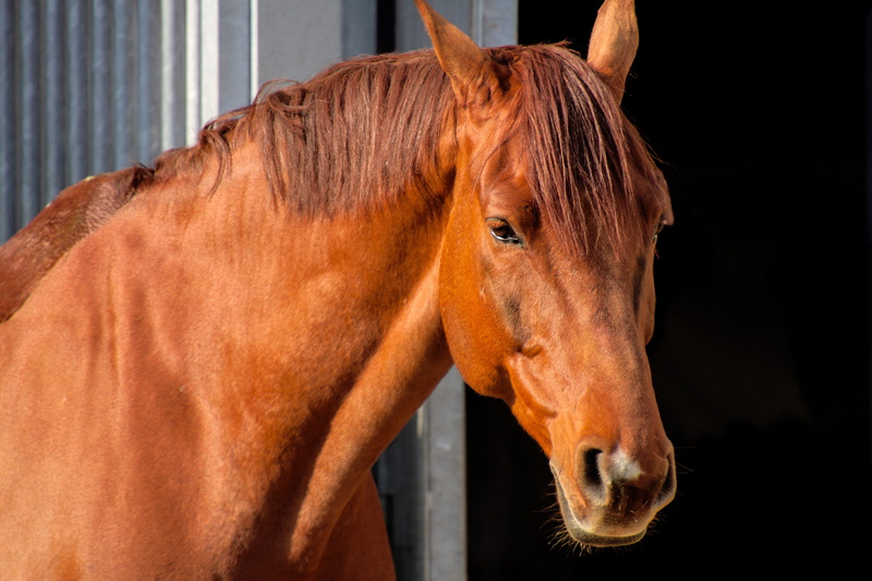 obscured face, domestic, livestock, animal world, horse, 5K, close-up, pets, mane, ride, animal, horse head, vertebrate, animal head, herbivorous, domestic animals