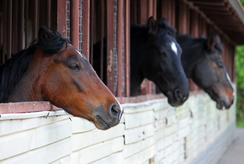 stable, ranch, farm, livestock, horses, domestic, architecture, day, animal head, animal themes, close-up, mammal, animal, brown, animal body part, domestic animals