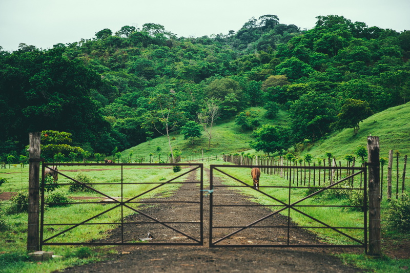 trees, beauty In Nature, rural Scene, non-Urban Scene, plant, growth, fence, nature, tree, 5K, valley, bridge - Man Made Structure, field, hill, protection