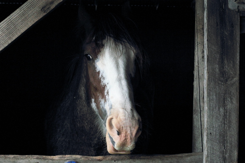 animal, one animal, animal wildlife, white horse, no people, human body part, stable, photo, portrait, indoors, vertebrate, animal body part, stall, domestic