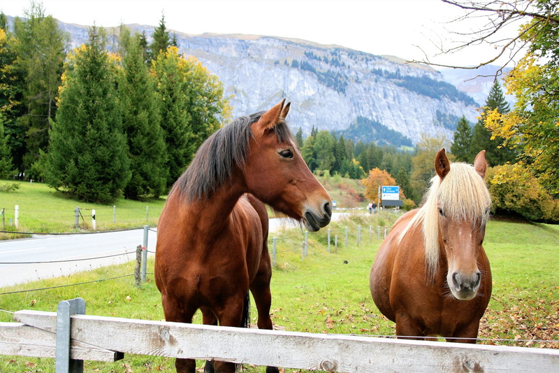 4K, ranch, the silence, the beauty of nature, herbivorous, outdoors, autumn, mammal, pets, nature, group of animals, animal, standing, brown, stable, horse