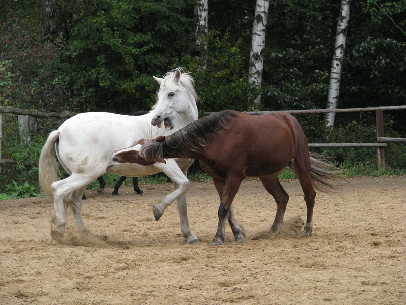 bay Horse, horse, day, 2K, pony, riding, two animals, beautiful, sand, grass, vertebrate, animal themes, outdoors, stables, brown, tree, pets, mare, nature