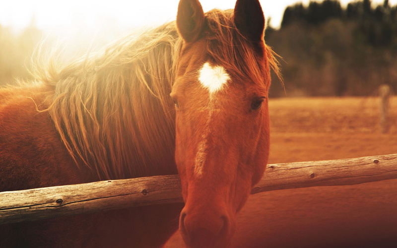 herbivorous, thoroughbred Horse, outdoors, no people, cute, brown, animal Head, grass, stallion, farm, mane, non-Urban Scene, animal themes, pasture, beautiful