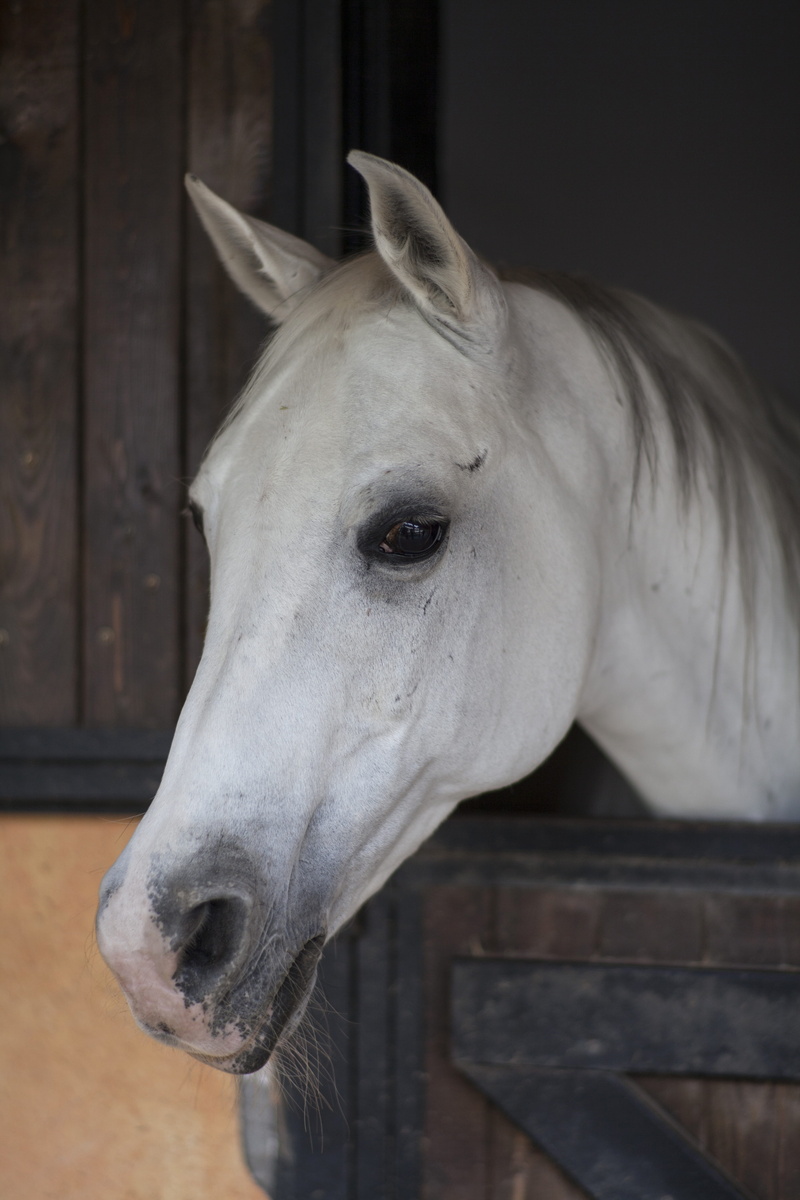 domestic animals, white color, white horse, stable, mammal, animal themes, white, beautiful, animal mouth, no people, vertebrate, animal wildlife, ranch
