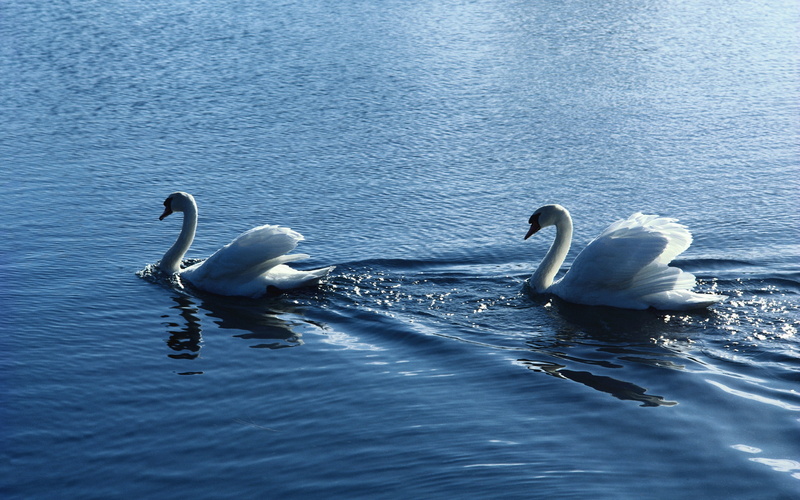 2K, swans, follow, love