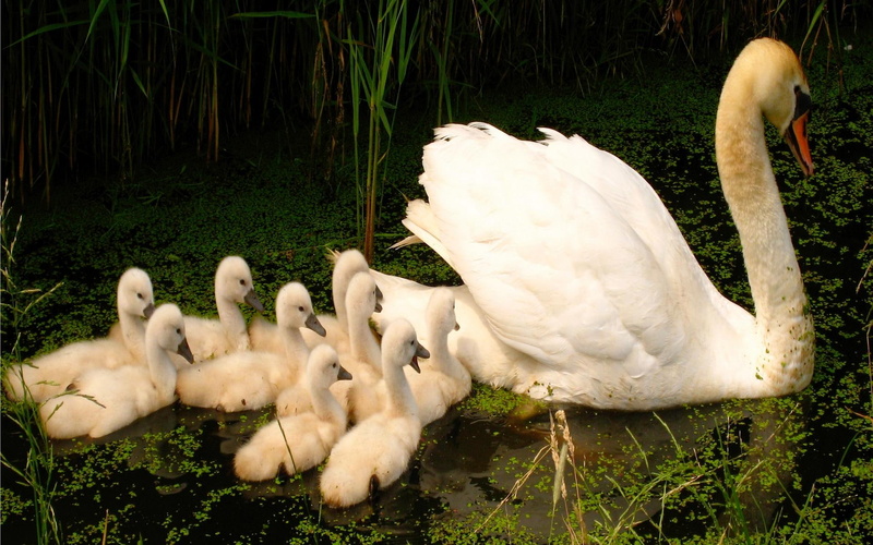 follow, photography, swan, cygnets, animals, green, pond, plants, 1080P, adorable, mother, mama