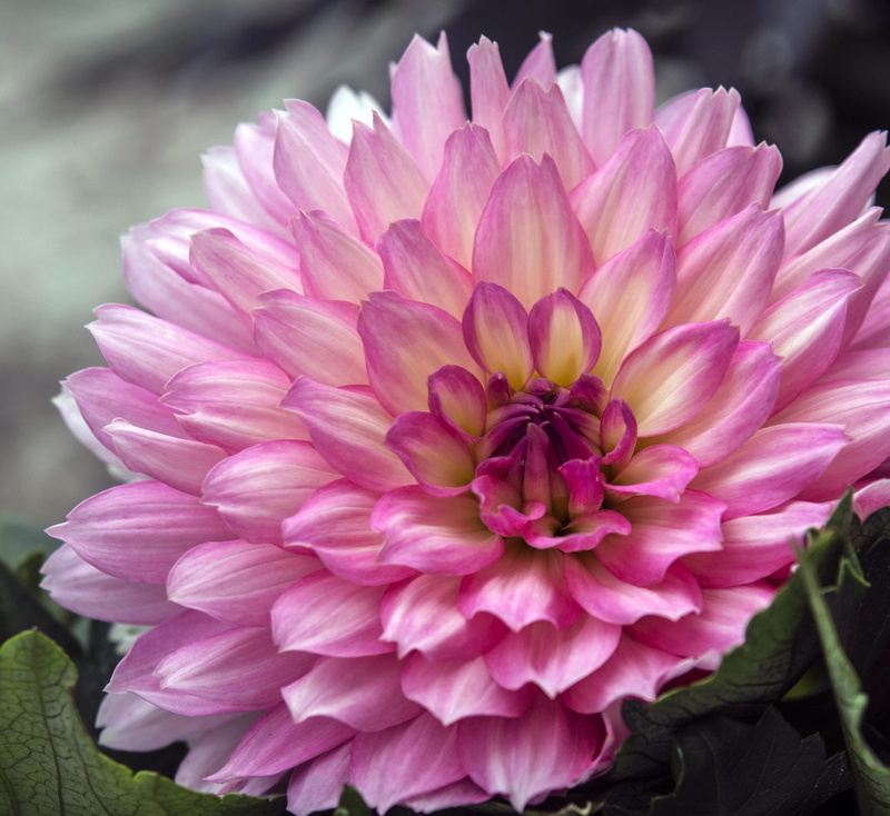 illustraion, flower, peony, no people, macro, beauty In Nature, pink, outdoors, nature, vulnerability, single Flower, 2K, close-up, garden, dahlia, flower Head