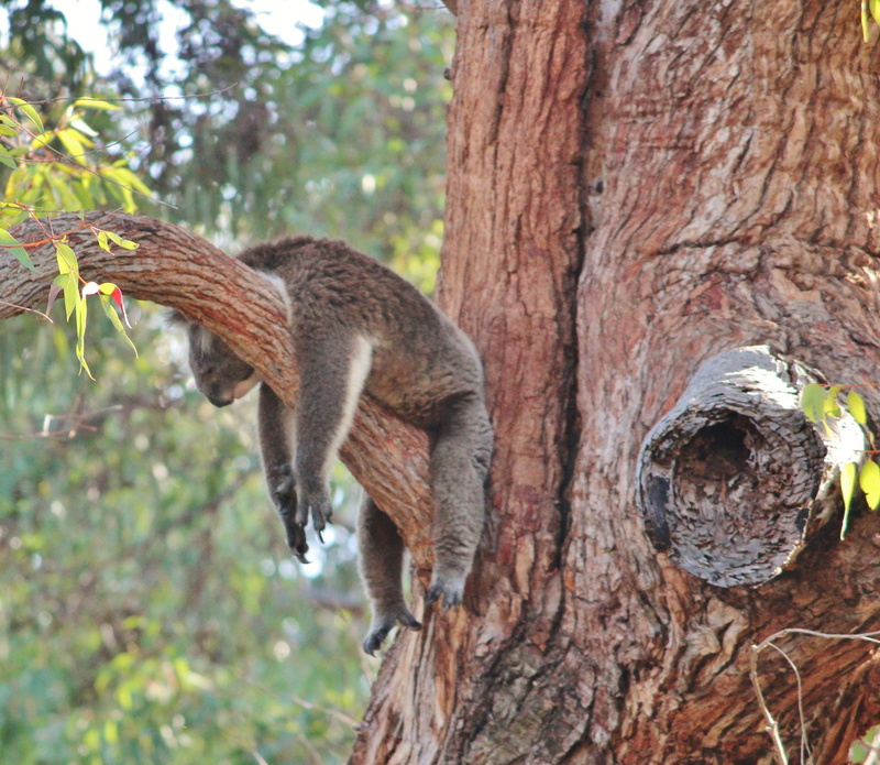 Australia, lazy, National Park, 1080P, koala, yanchep