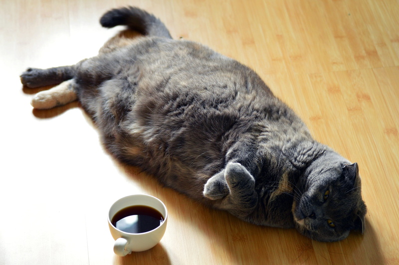 beast, white, gray, floor, funny, furry, tired, no people, food and drink, cute cat, pet, playful, coffee, wood, feline, domestic, cute, cute animals, animal