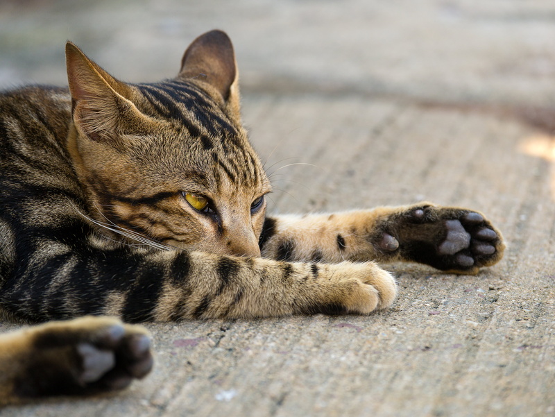4K, cat, Laziness, feline, panasonic, lumix, neko, cute, calico, animal, mammal, pets, gx1, Calico cat, domestic Cat