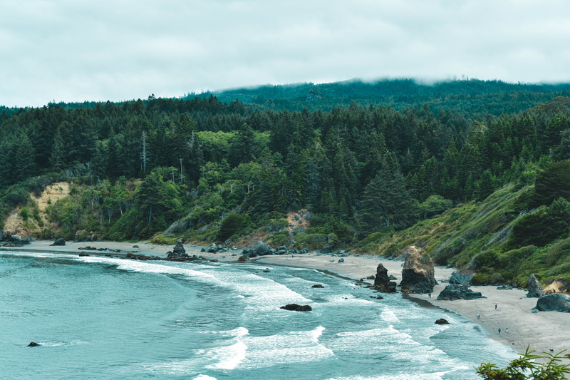 no people, day, tree, ocean, coast, trees, flowing water, non-urban scene, green color, growth, trinidad state beach, water, shore, land, nature, beach