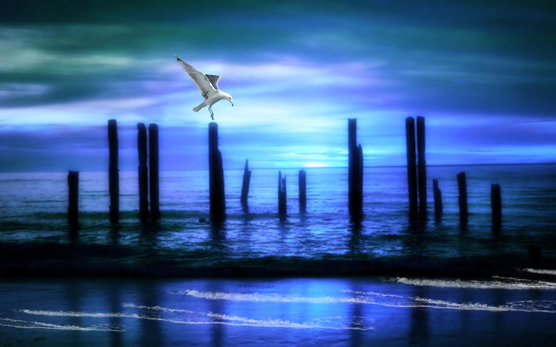 waters, tidal, blue, nature and landscapes, bird, white, 1080P, water