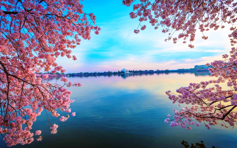 tidal, thomas, monuments, united, spring, washington, jefferson, blooming, 1080P, states, basin, cherries, america, memorial, building