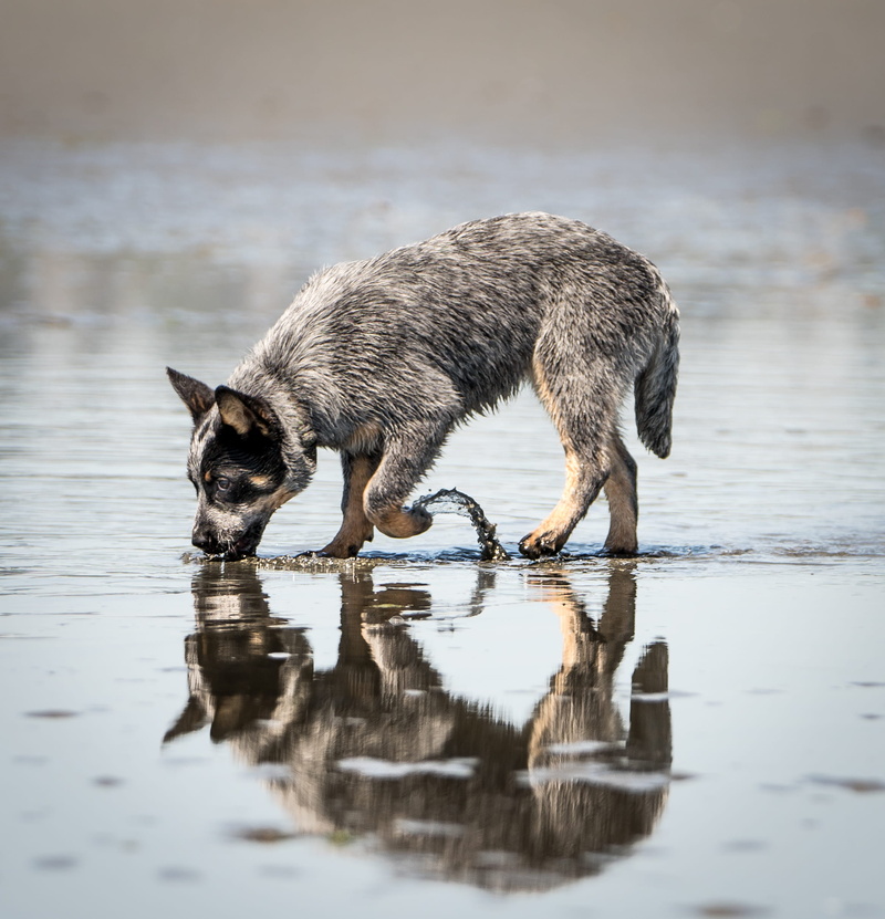 domestic, animal, mammal, tongue, splash, tidal pool, cat, sand, animal themes, fur, dog, waterfront, ocean, beach, blue, pup, canine, blue heeler, domestic animals