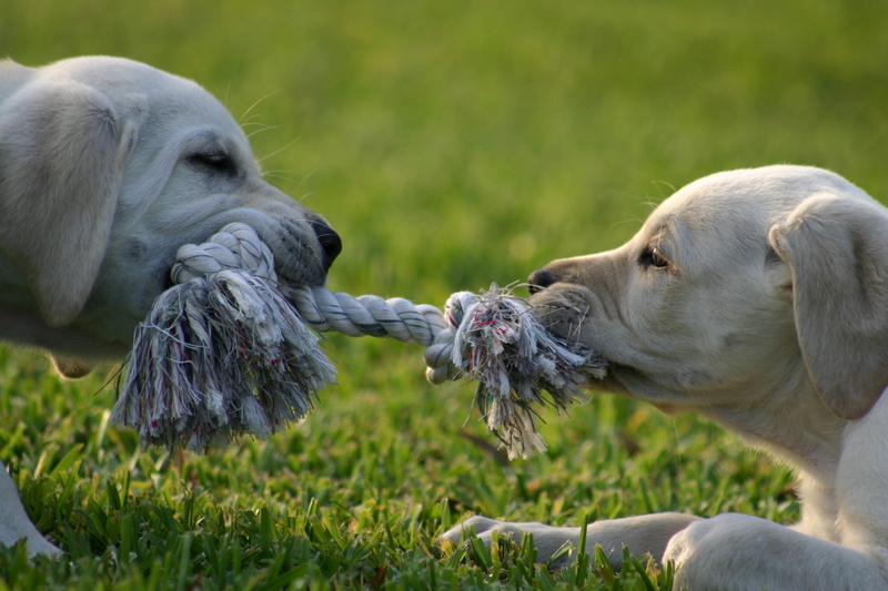 green, vertebrate, pulling, canine, mammal, no people, pets, friendship, field, day, one animal, animal head, puppies, plant, animals And Pets, dogs, two