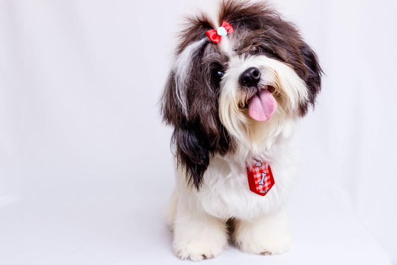 looking at camera, vertebrate, hair, one animal, tzu, tongue out, animal body part, small, white, sticking, adult, animal tongue, animal mouth, fluffy