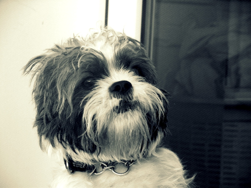 animal hair, small, Shih Tzu, animal body part, no people, hair, pets, domestic, portrait, snout, dog, animal head, indoors, focus on foreground, mammal