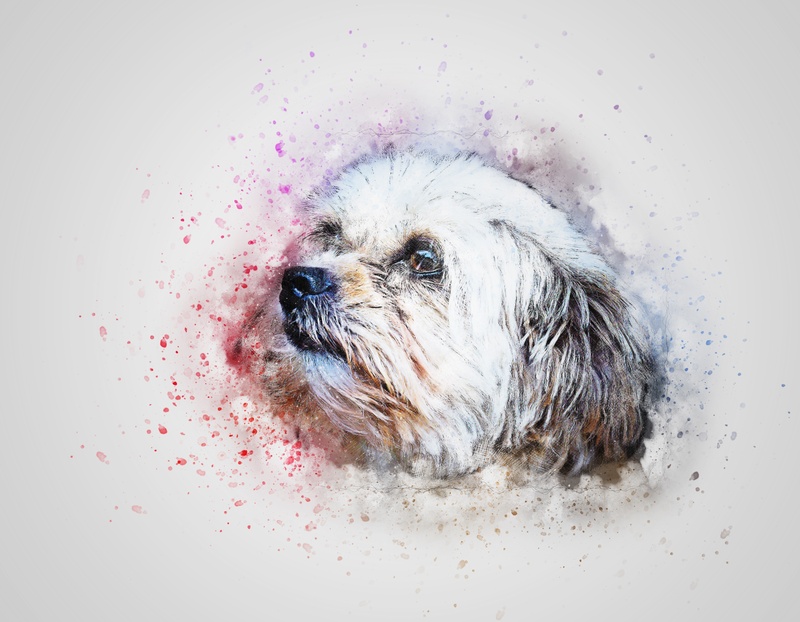 canine, animal themes, abstract, tzu, hair, aquarelle, pet, art, small, animal head, white, animal, lap dog, bathroom, bathtub, watercolor, domestic bathroom