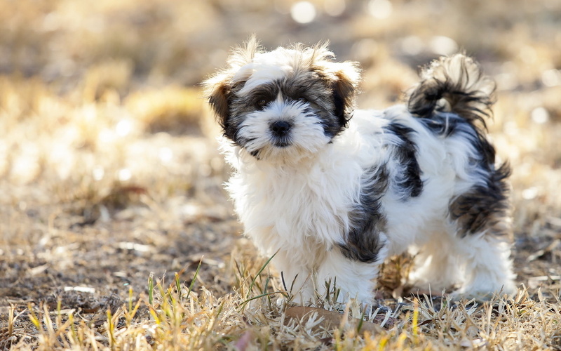 shih, fluffy, white, fluffy dog, dog, black, 1080P, cute dog, cute, tzu