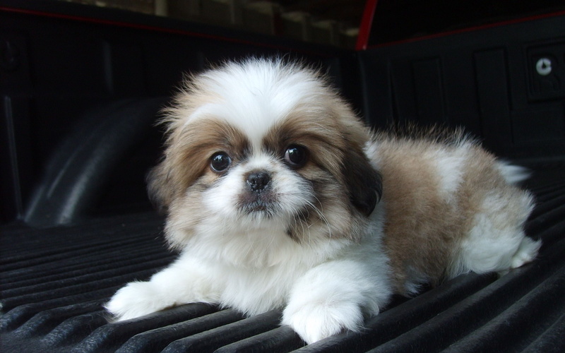 purebred Dog, cute, lap dog, tzu, down, canine, domestic Animals, fluffy, indoors, mammal, black Color, pets, baby, dog, small, shih Tzu, portrait, chihuahua - dog