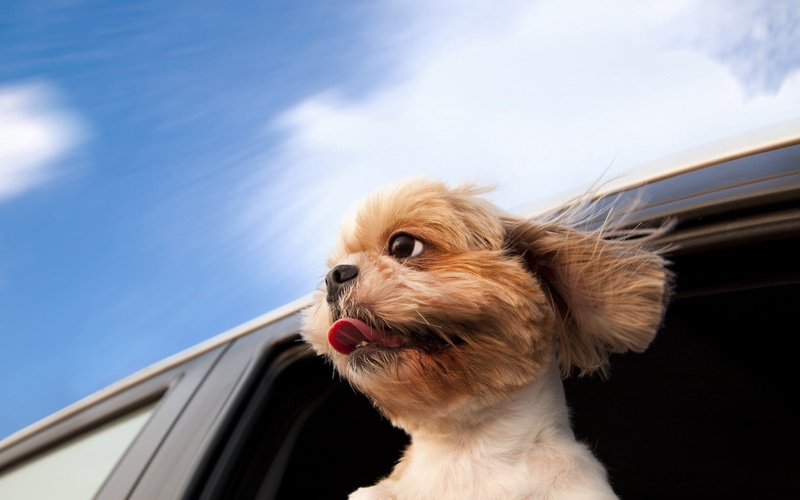 canine, motor vehicle, mammal, land Vehicle, animal head, travel, adult, summer, 720P, shih, small, journey, blue, motion, vertebrate, sky, domestic, animal themes