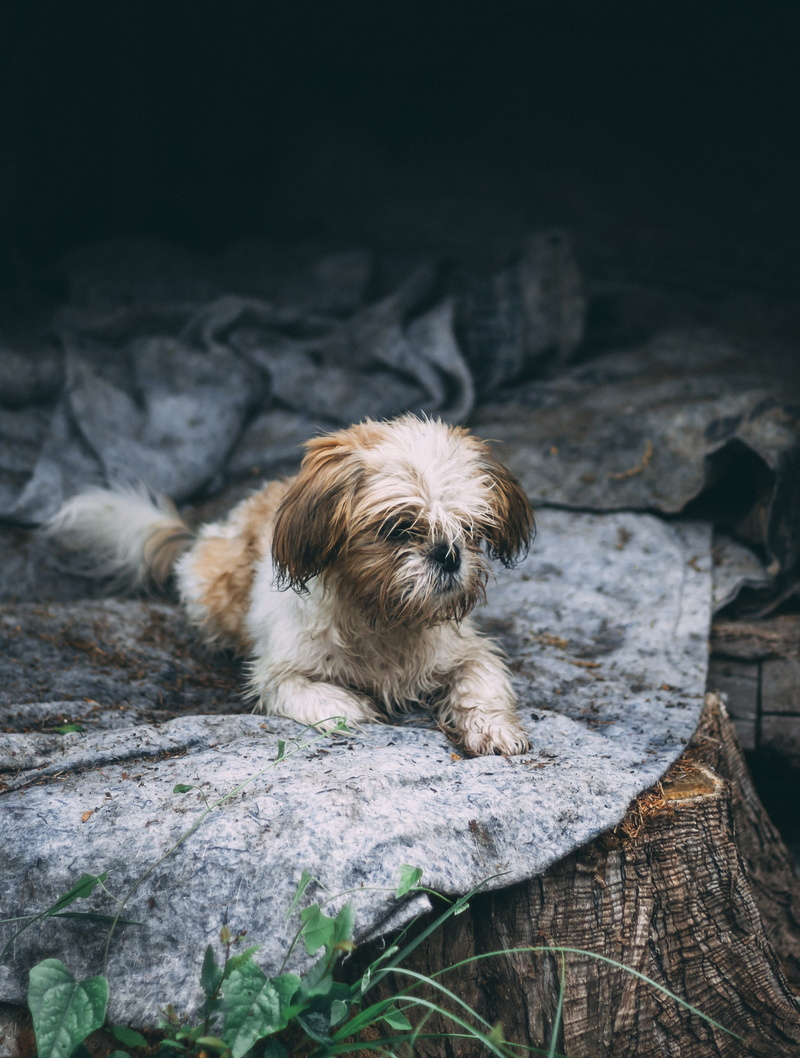 domestic, one animal, outside, house, nature, small, canine, sleep, hairy, animal, rock - object, cute, tricolor, family, companion, doghouse, fur, domestic animals