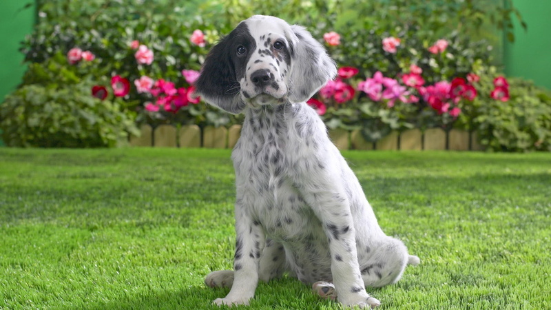 animal themes, flower, flowering plant, canine, nature, animal, focus on foreground, small, portrait, domestic, domestic animals, puppies, lawn, plant