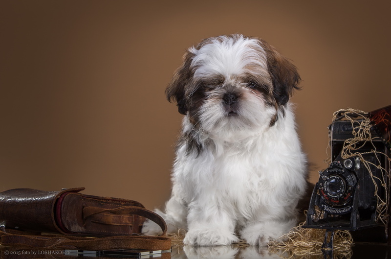 retro, 4K, puppy, Shih Tzu, the camera