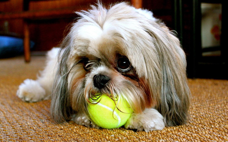 1920x1200, shih, 1080P, tan, chewing, white, ball, dog, animals, tzu