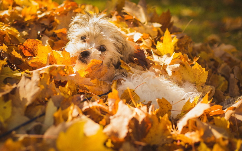 white, shih, animals, 2560x1600, tzu, leaves, playing, puppy, 2K