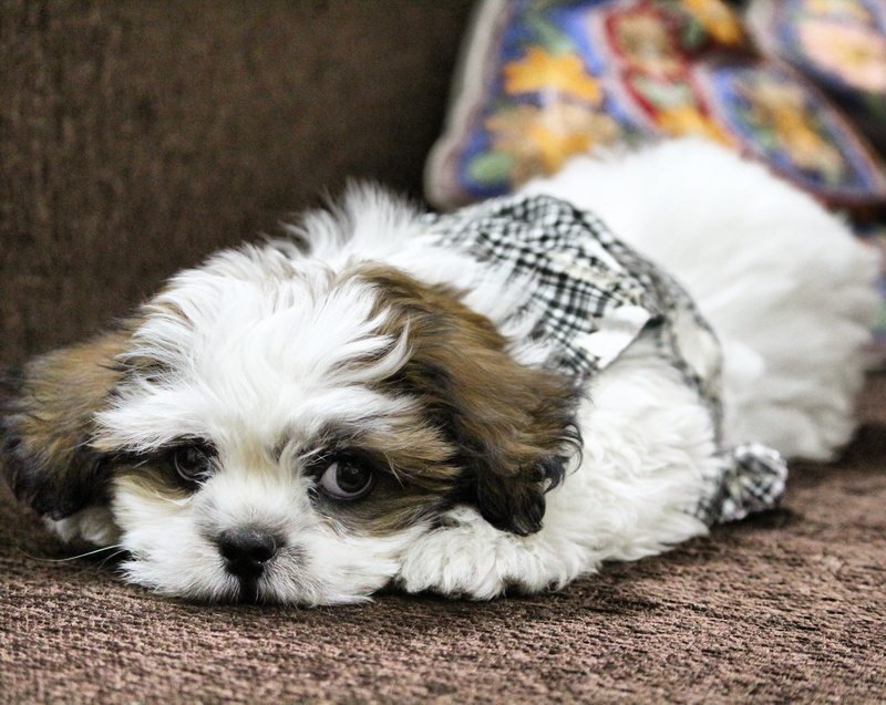 liver, cute animals, dog, white, shih tzu, prone, adorable, animal themes, cute, puppy, domestic, small, relaxation, young animal, vertebrate, lying, doggy