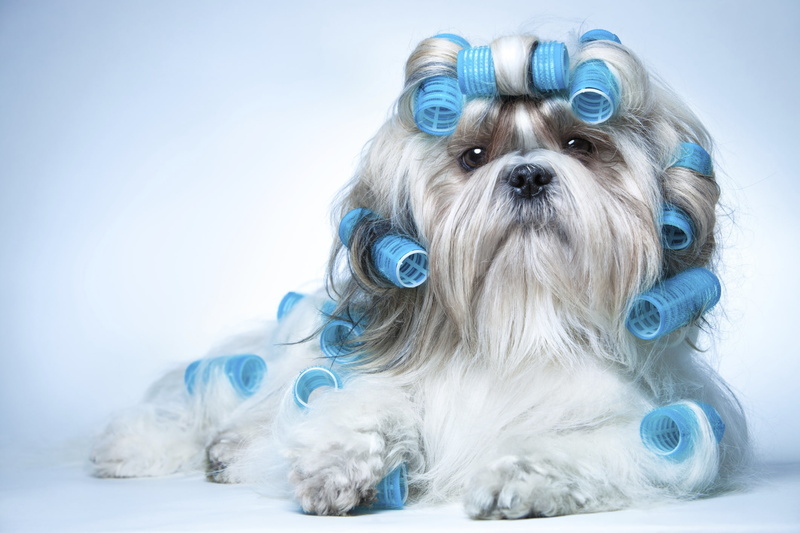 1080P, Shih Tzu, breed, curler