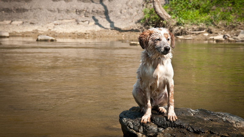 coated, domestic animals, brown, water, motion, 2K, day, river, wet, sitting, one animal, small, white, purebred dog, long, pets, Australian Shepherd