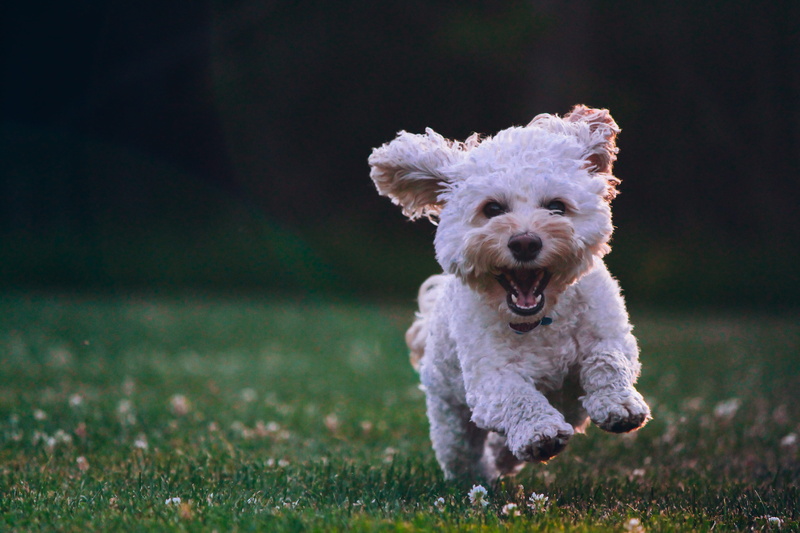 tzu, bokeh, one animal, motion, jump, portrait, lap dog, animal, photography, shih tzu, small, domestic, fluffy, little, purebred dog, running, leap, run