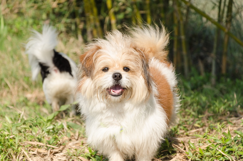 looking at camera, animal, vertebrate, shih tzu, one animal, animal themes, animal hair, small, lap dog, plant, mouth open, outdoors, canine, young animal