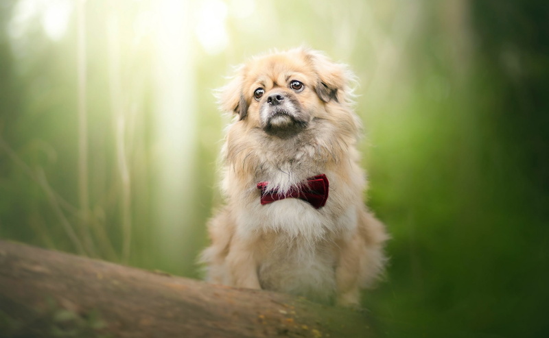 green color, vertebrate, pets, animal, nature, animals, shih tzu, looking, domestic, mammal, day, portrait, land, sitting, looking at camera, green, dog