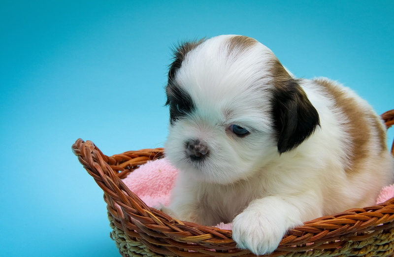 dog, Shih Tzu, 1080P, puppy, basket, baby