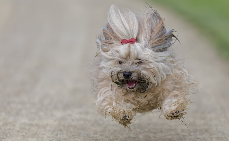 portrait, animal hair, 1080P, animal, field, canine, hair, no people, cute, dog, running, small, mouth open, day, shih tzu, animals, one animal, panting