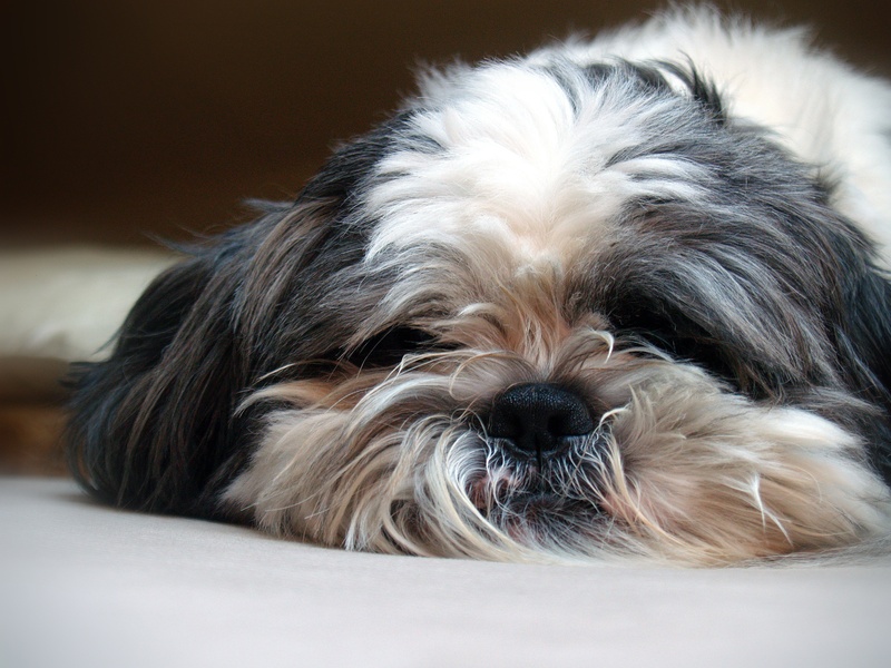 lying down, small, sleep, animal hair, soft, pet, cute, mammal, relaxation, shih, concerns, pets, shih tzu, domestic animals, sweet, sleepy, portrait, home interior
