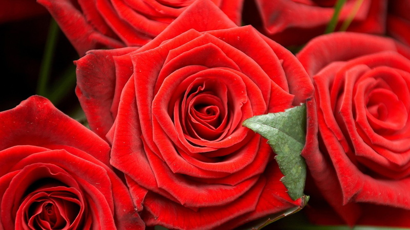beautiful, bouquet, roses, 2K, fresh, l, healing, ve, passion