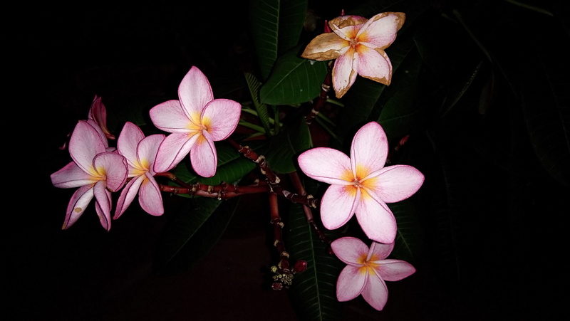 beautiful flowers, flowering plant, hoang mai district, united dem, close-up, vulnerability, pagoda vietnam, inflorescence, asia, sour state, united su ve dem