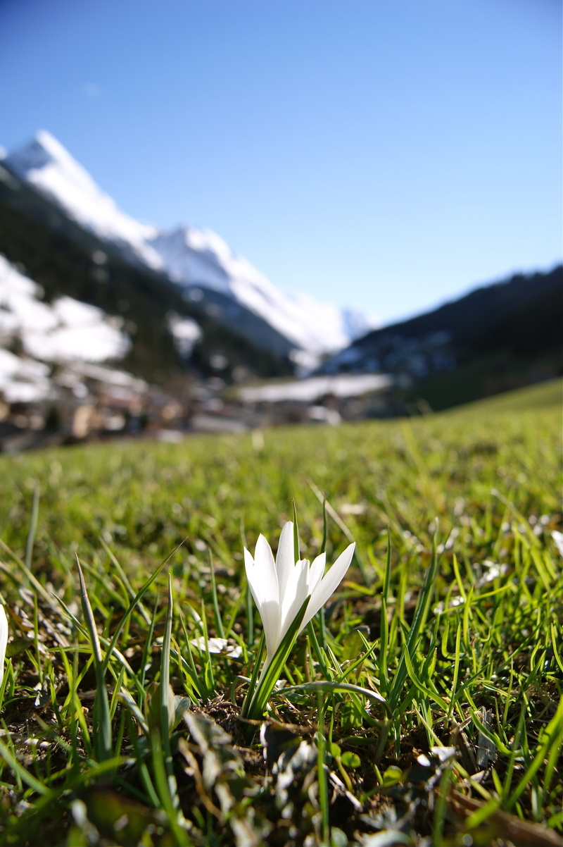 greens, alps, day, landscape, summer, meadow, ve, snow, land, spring, petal, austria, green Color, freshness, growth, plant, living nature, tranquility