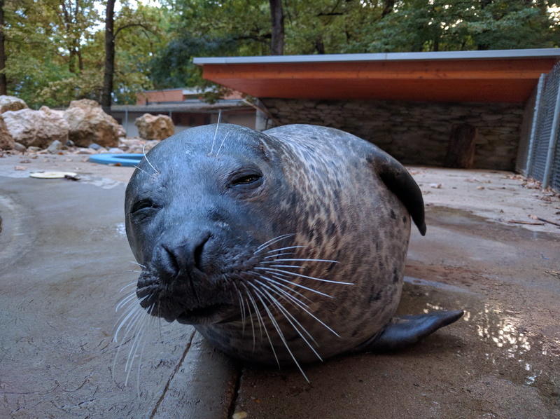 whisker, Peek-A-Boo, animal, Zoo, Mammals, vertebrate, aquatic mammal, mammal, day, animal wildlife, sea Lion, ive, land, 4K, close-up, marine, Ve, underwater