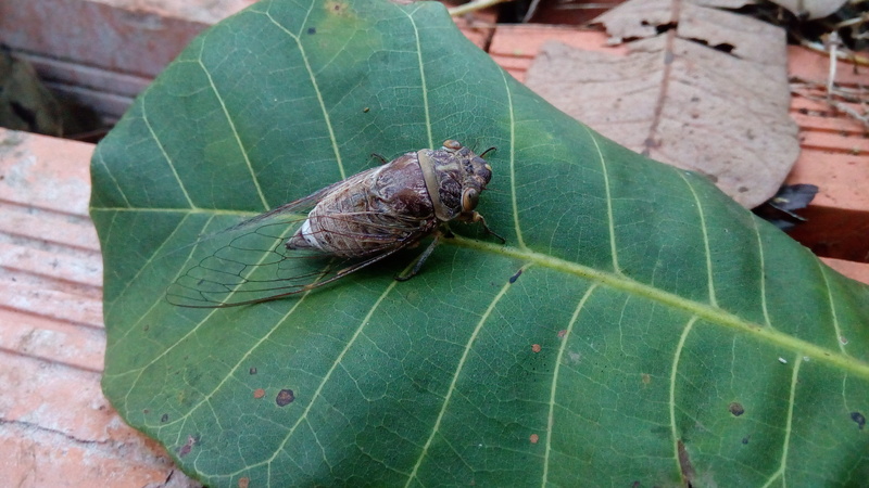 high angle view, day, leaf vein, insects, growth, natural, focus on foreground, insect, plant part, animals in the wild, one animal, ve ve, animal themes