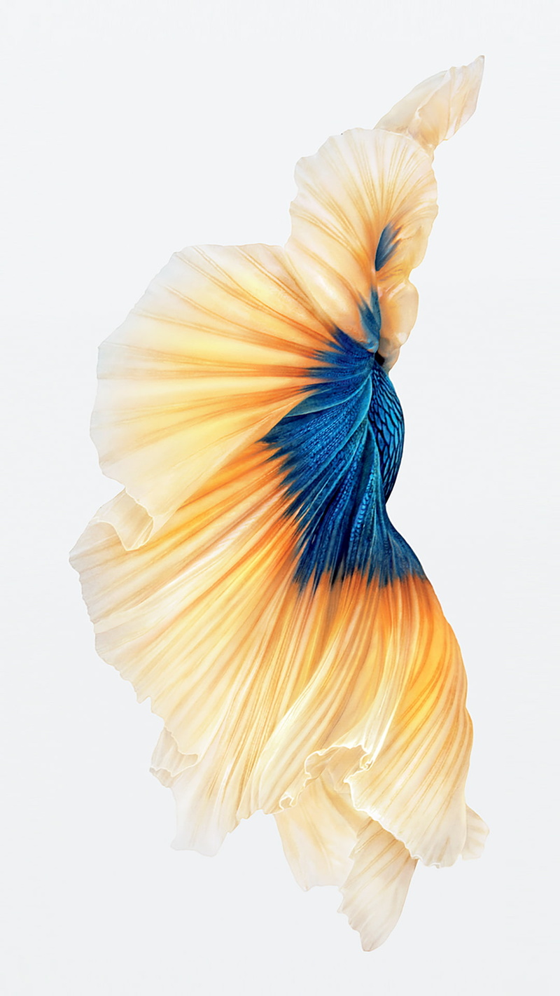 flower, blue, 1080P, freshness, cut out, yellow, close-up, indoors, one animal, iOS, nature, studio shot, creativity, Ipod, animal, vulnerability, Siamese fighting fish