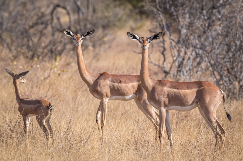 antelope, 1080P, African, giraffidae Gazelle, gerenuk