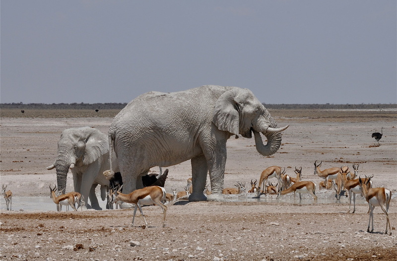 gazelle, 1080P, elephant, watering, Africa, ostrich