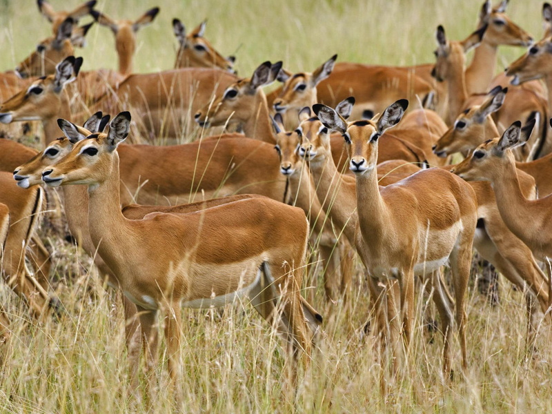 impala, animals, african, deer, 1080P, gazelles, antelopes, gazelle