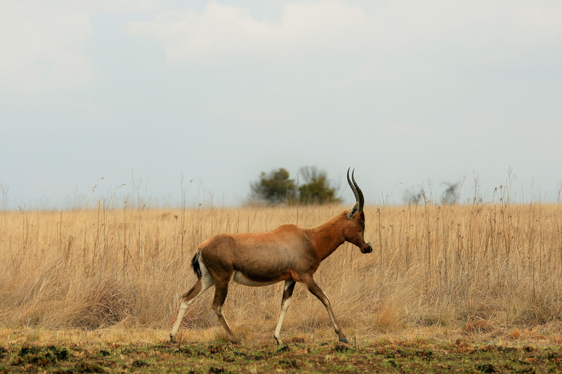animal themes, one animal, red, antelope, mammal, herbivorous, white, animal wildlife, game, blaze, nature, standing, grass, dried, full length, sky, wildlife